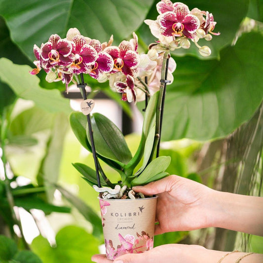 Geel rode phalaenopsis orchidee - Spain - Potmaat Ø9cm - Vers van de kweker