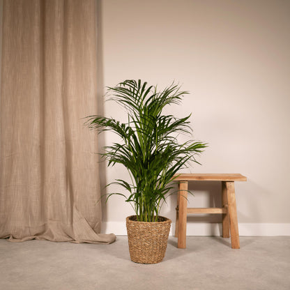Areca palm - Potmaat Ø19cm - Hoogte ↕85cm