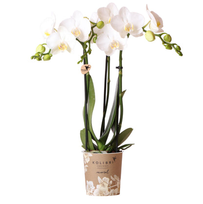 Witte Phalaenopsis orchidee - Amabilis - Potmaat Ø9cm | bloeiende kamerplant - vers van de kweker