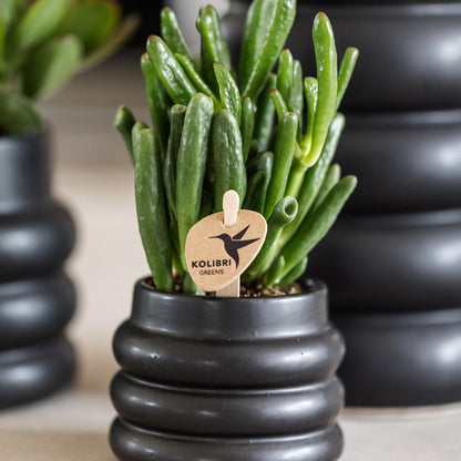 Succulent Crassula Hobbit - Potmaat Ø6cm - Vers van de kweker