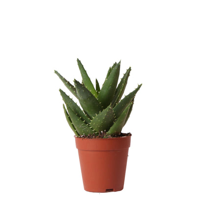 Succulent Aloë Brevifolia - Groene kamerplant  - Potmaat Ø9cm